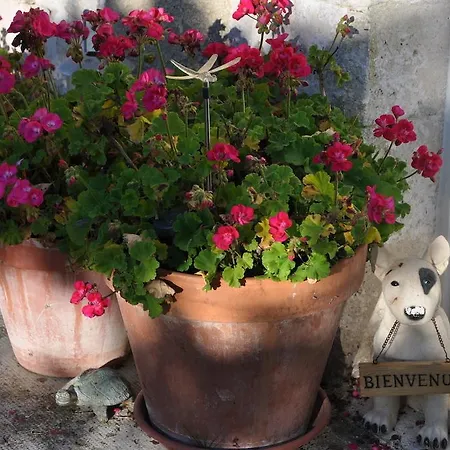 La Maison De Rose